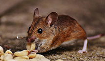 24 Hour & Emergency Exterminators in Spring Valley, PA